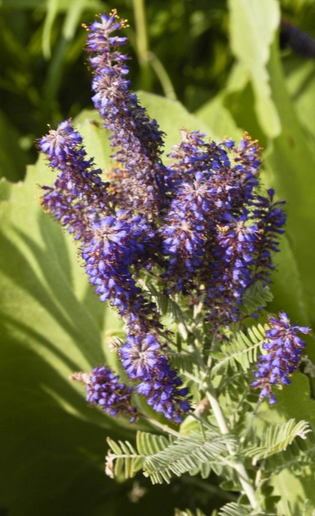 Аморфа серая (Amorpha canescens)