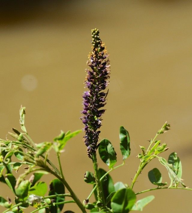 Аморфа кустарниковая (Amorpha fruticosa)