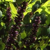 Аморфа голая (Amorpha glabra)