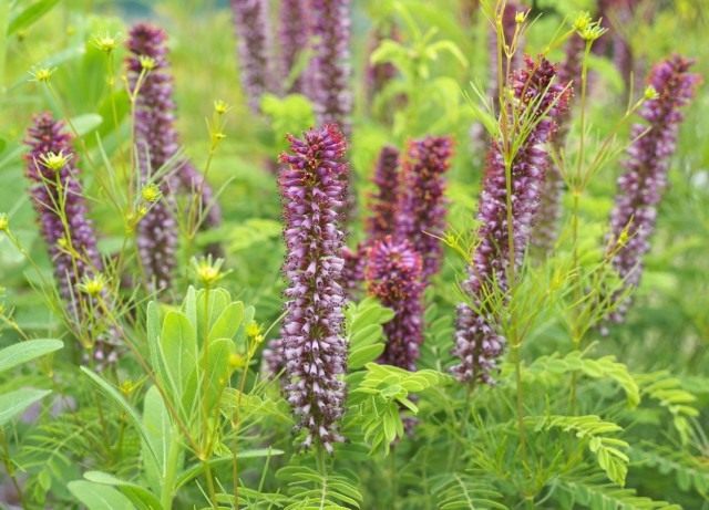 Аморфа карликовая (Amorpha nana)