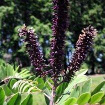 Аморфа метельчатая (Amorpha paniculata)