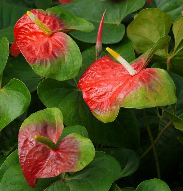 Антуриум (Anthurium)