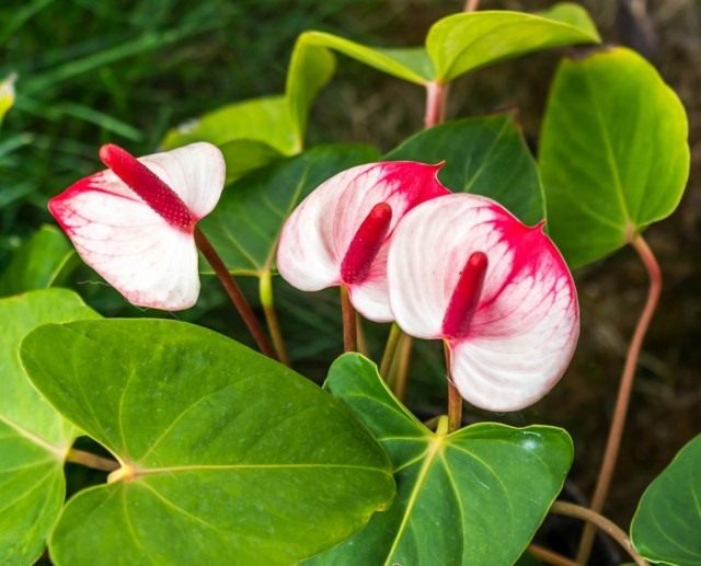 Антуриум (Anthurium)