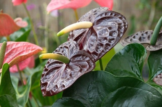 Антуриум (Anthurium)