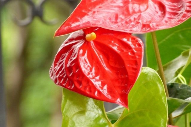 Антуриум Андре (Anthurium Andraeanum)