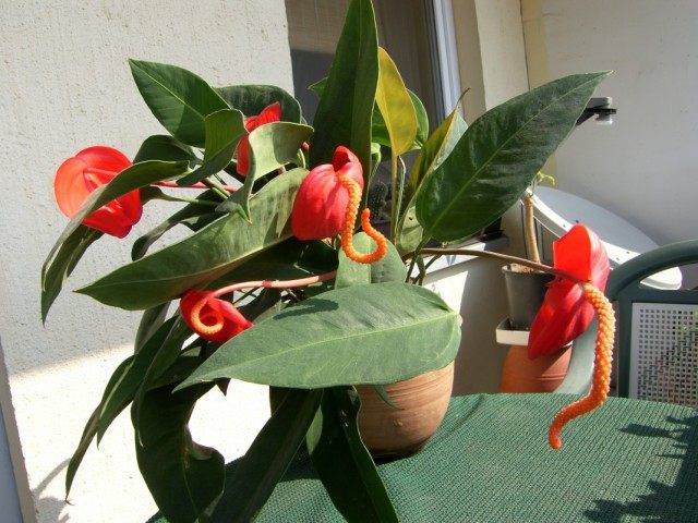 Антуриум Шерцера (Anthurium scherzerianum)