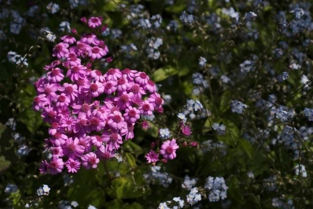 Перикалис кровавый (Pericallis cruenta) ранее учитывавшийся как Цинерария кровавая (Сineraria cruenta), а так же как Крестовник кровавый (Senecio cruentus)