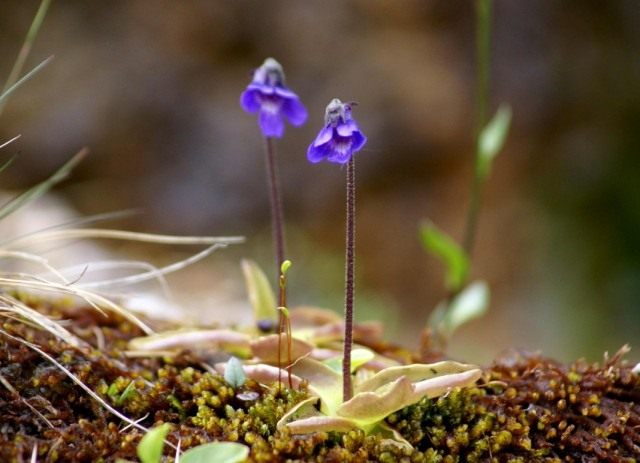 Жирянка обыкновенная (Pinguicula vulgaris)