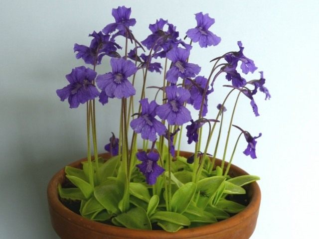 Жирянка крупноцветковая (Pinguicula grandiflora)