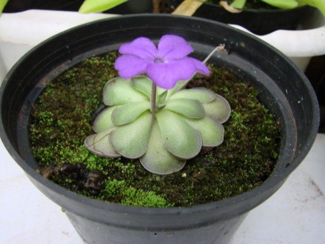 Жирянка круглораздельная (Pinguicula cyclosecta)