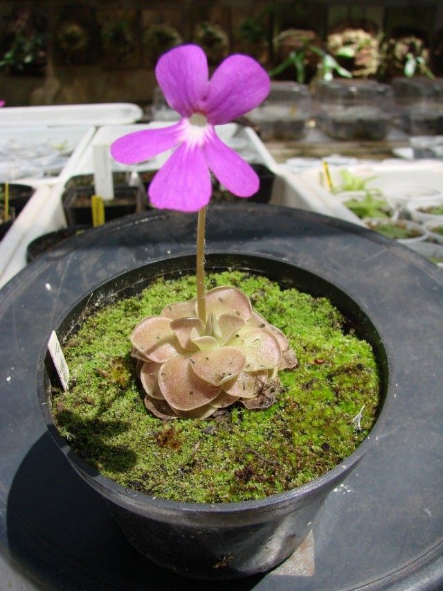 Жирянка моранская (Pinguicula moranensis)