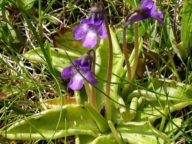 Жирянка обыкновенная (Pinguicula vulgaris)