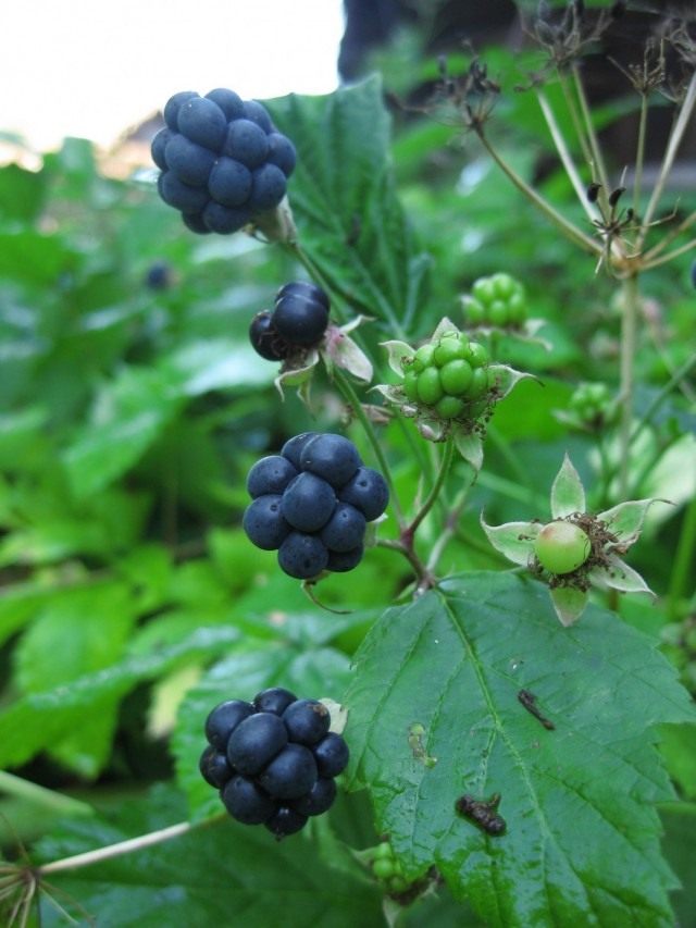 Ежевика сизая (Rubus caesius)