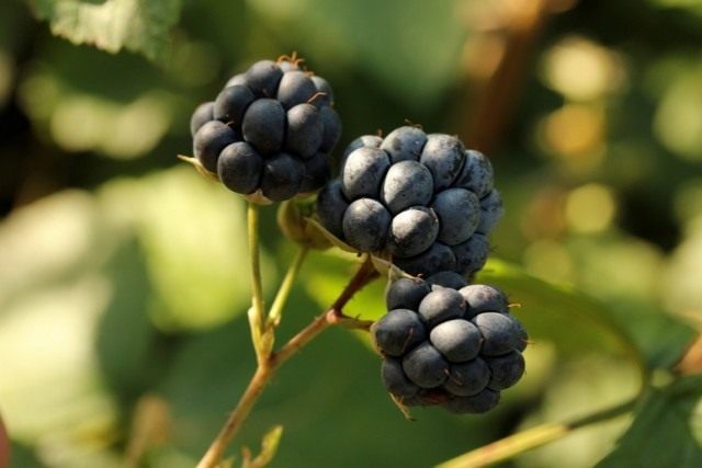 Ежевика сизая (Rubus caesius)