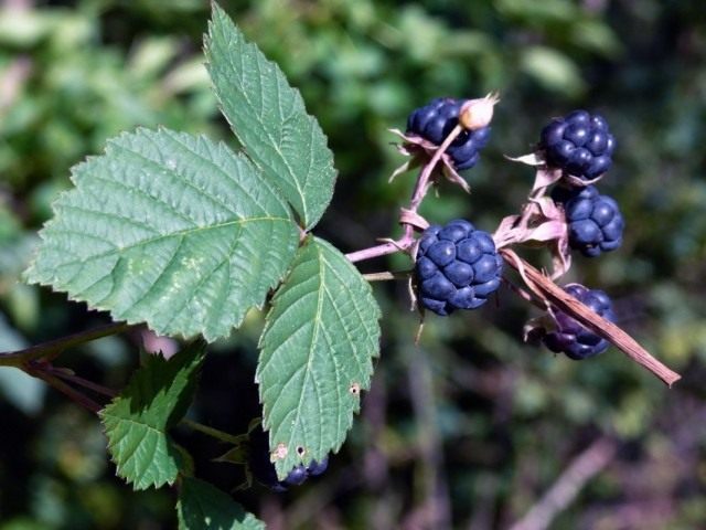 Ежевика сизая (Rubus caesius)