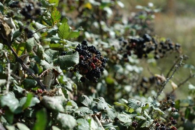 Ежевика кустистая (Rubus fruticosus)