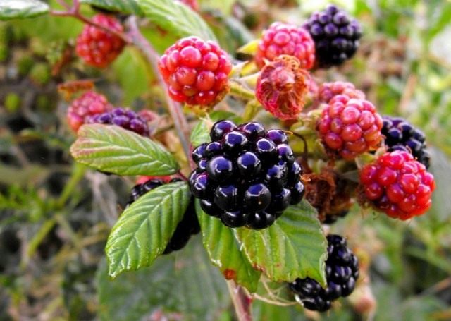 Ежевика кустистая (Rubus fruticosus)