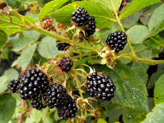 Ежевика кустистая (Rubus fruticosus)