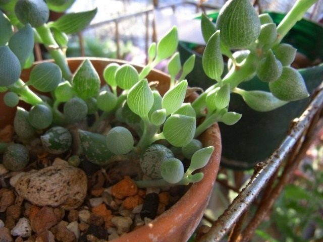 Крестовник лимонообразный (Senecio citriformis)