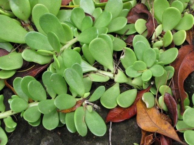 Крестовник Якобсена (Senecio jacobsenii)