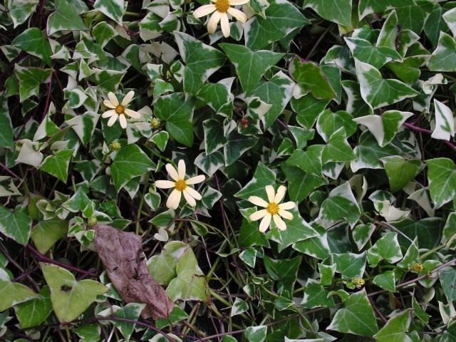 Крестовник крупноязычковый (Senecio macroglossus)