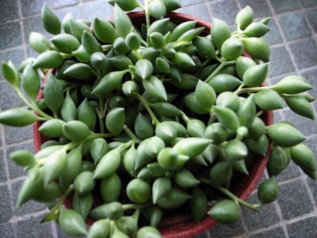 Крестовник укореняющийся (Senecio radicans)