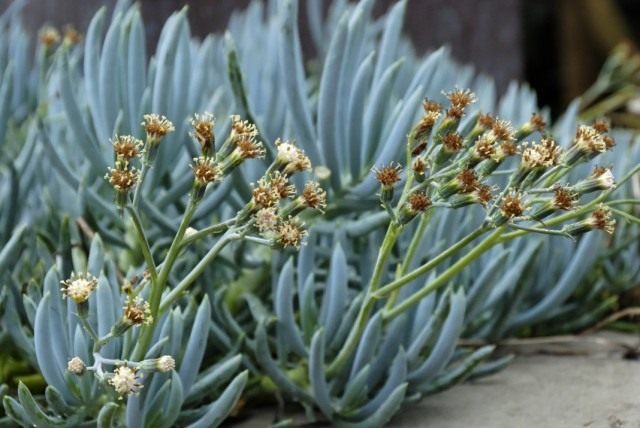 Крестовник ползучий (Senecio serpens)