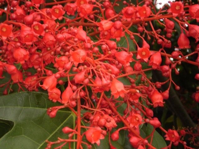 Цветки брахихитона кленолистного (Brachychiton acerifolius)