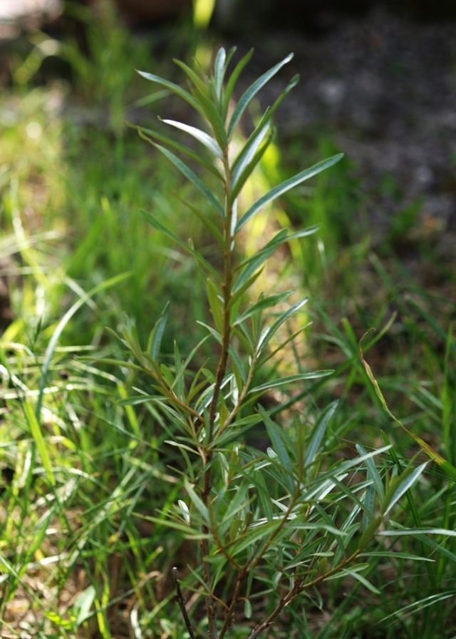 Облепиха крушиновидая (Hippophae rhamnoides)