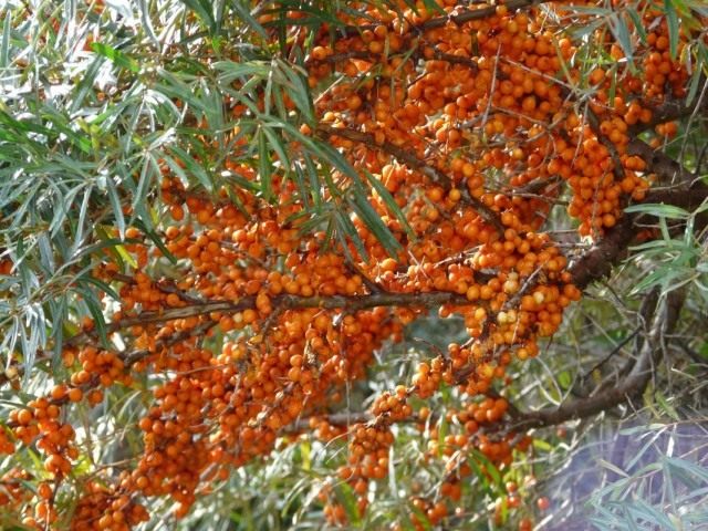 Облепиха крушиновидая (Hippophae rhamnoides)