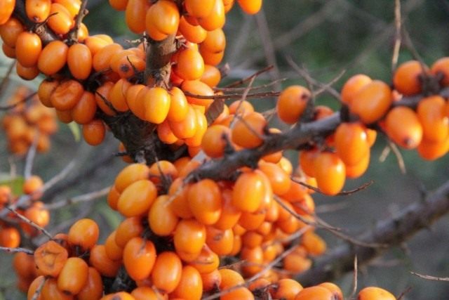 Облепиха крушиновидая (Hippophae rhamnoides)