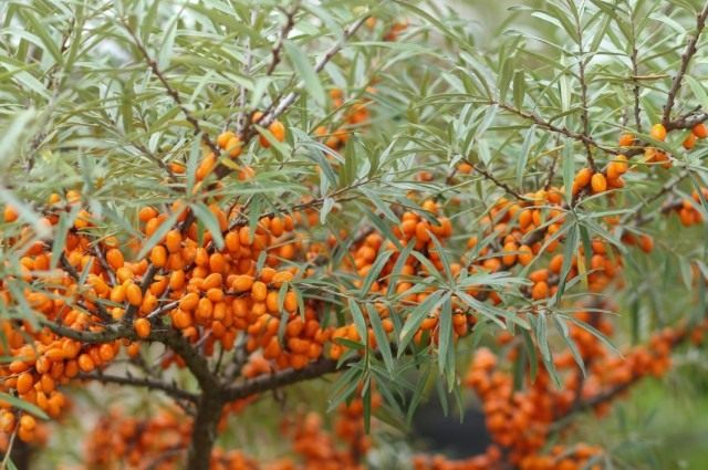 Облепиха крушиновидая (Hippophae rhamnoides)