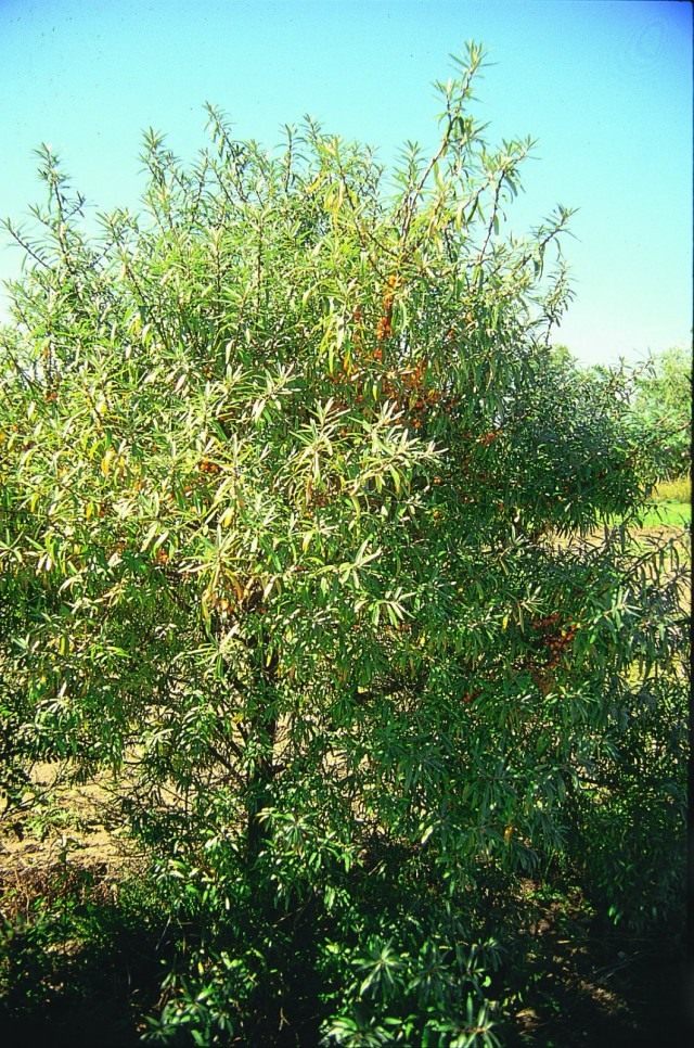 Облепиха крушиновидая (Hippophae rhamnoides)