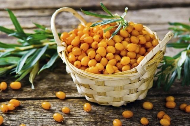 Облепиха крушиновидая (Hippophae rhamnoides)