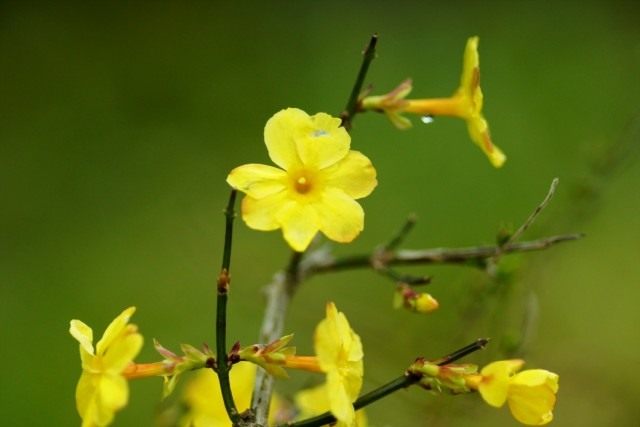 Жасмин голоцветковый (Jasminum nudiflorum)