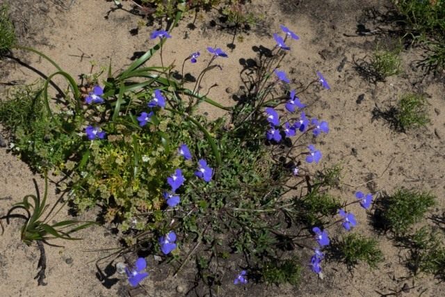 Лобелия тончайшая (Lobelia tenuior)