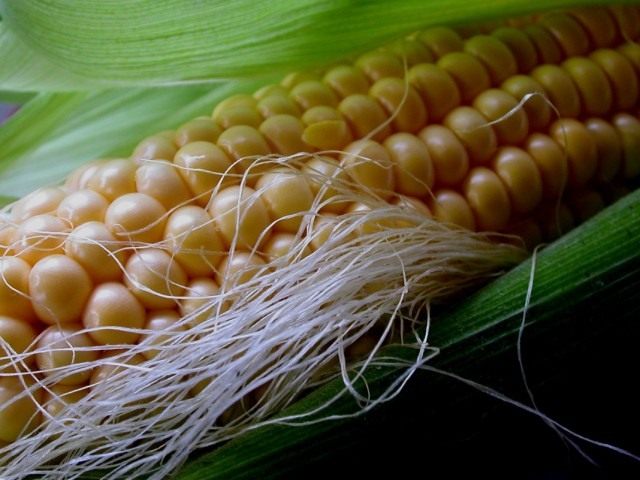 Кукуруза сахарная, также маис (Zea mays)