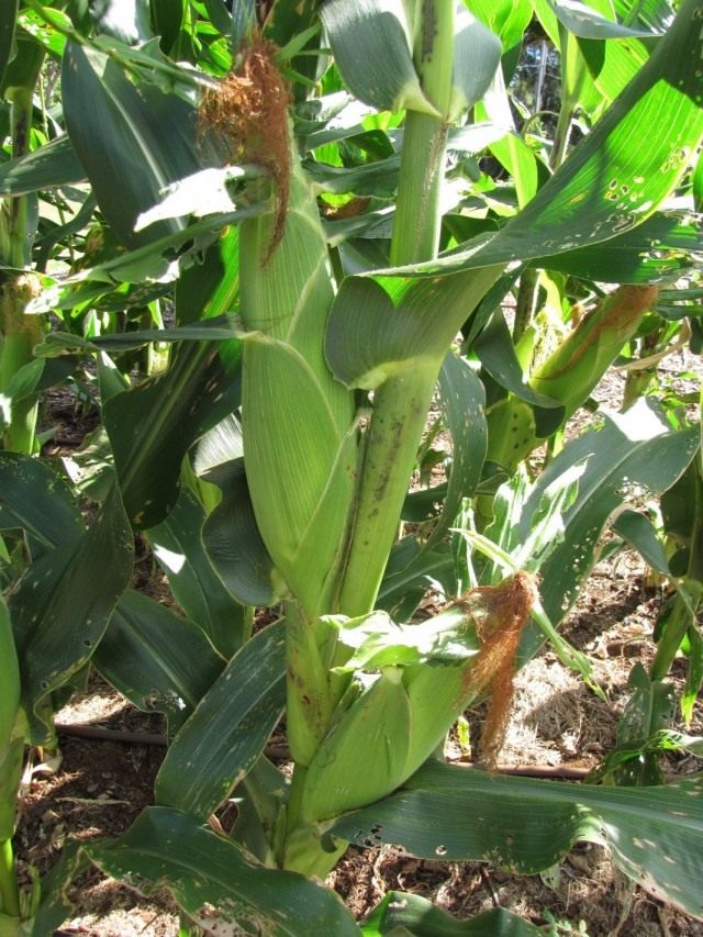 Кукуруза сахарная (Zea mays)