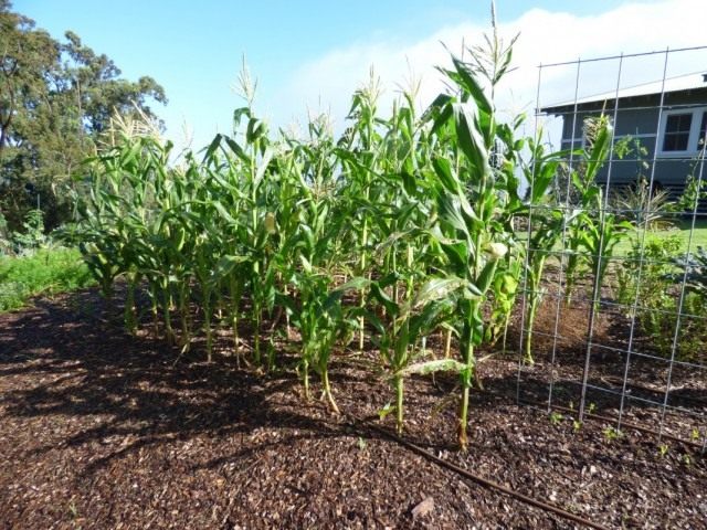 Кукуруза сахарная (Zea mays)