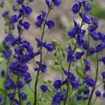 Борец, или Аконит (Aconitum)