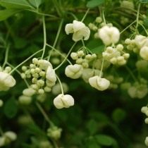 Акебия пятерная белая (Akebia quinata 'Alba')