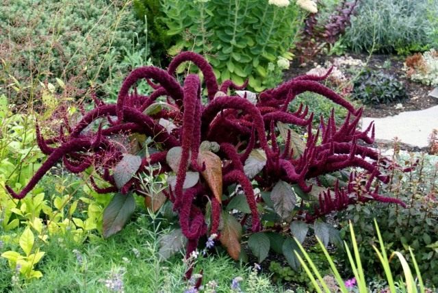 Амарант метельчатый "Oeschberg" (Amaranthus paniculatus 'Oeschberg')