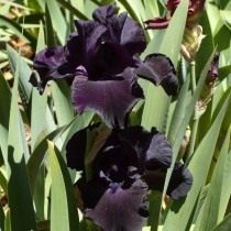 Ирис "Black Suited" (Iris 'Black Suited')