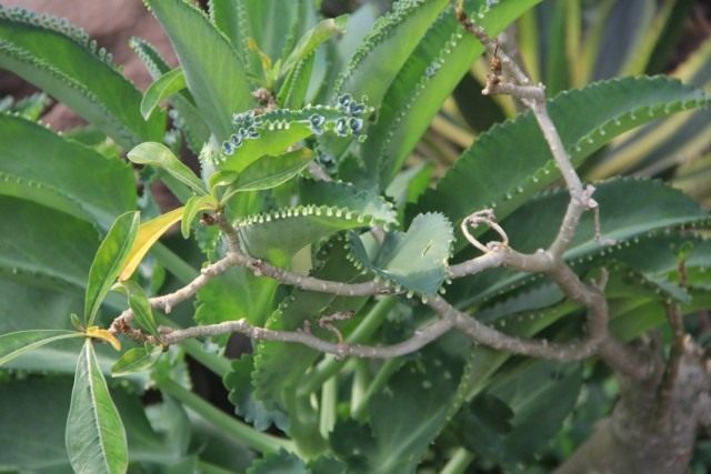 Бриофиллум перистый (Bryophyllum pinnatum)