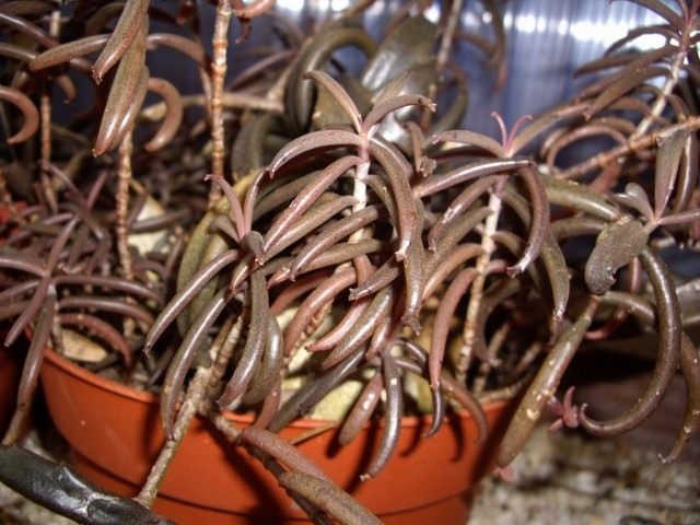 Бриофиллум Буварда или Бриофиллум Бовери (Bryophyllum beauverdii)