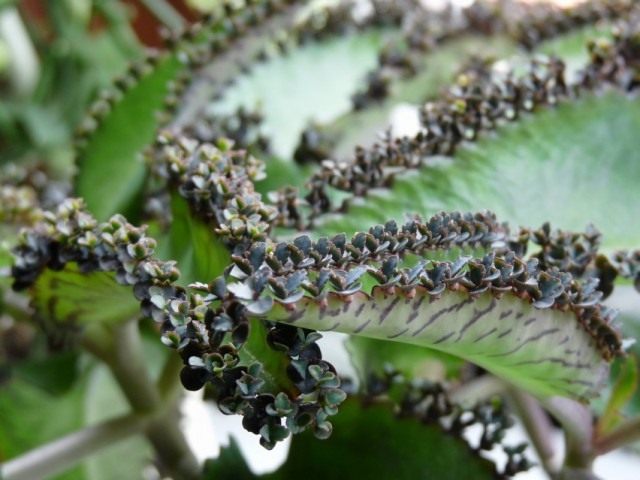 Бриофиллум Дегремона (Bryophyllum daigremontianum)