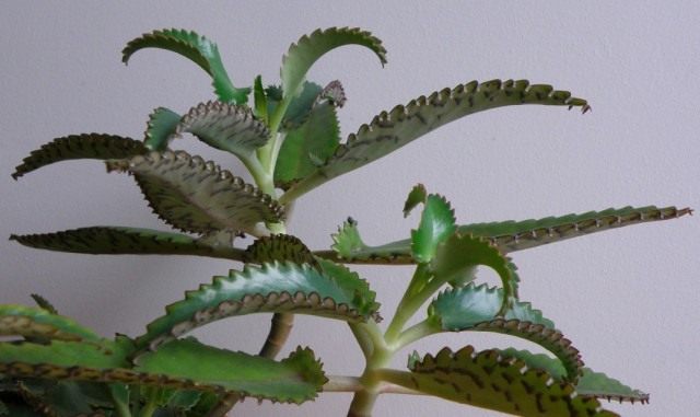 Бриофиллум Дегремона (Bryophyllum daigremontianum), так же Каланхоэ Дегремона (Kalanchoe daigremontianum)