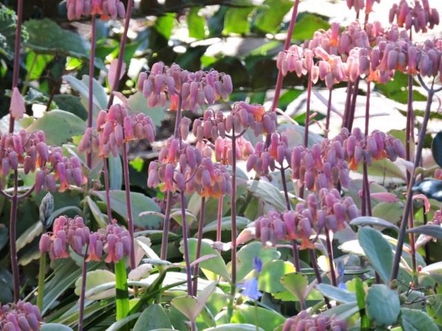 Бриофиллум Федченко (Bryophyllum fedtschenkoi), так же Каланхоэ Федченко (Kalanchoe fedtschenkoi)