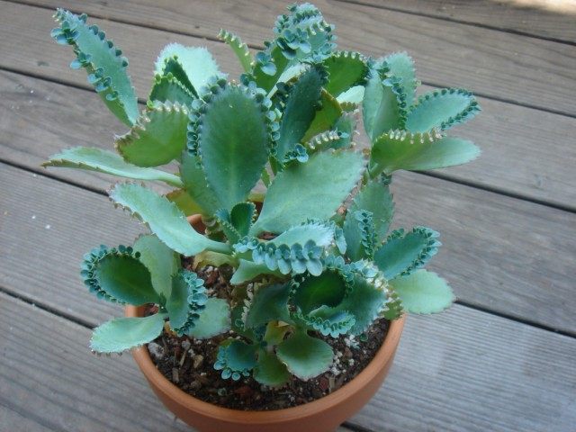 Бриофиллум перистый (Bryophyllum pinnatum), так же Каланхоэ перистый (Kalanchoe pinnata)