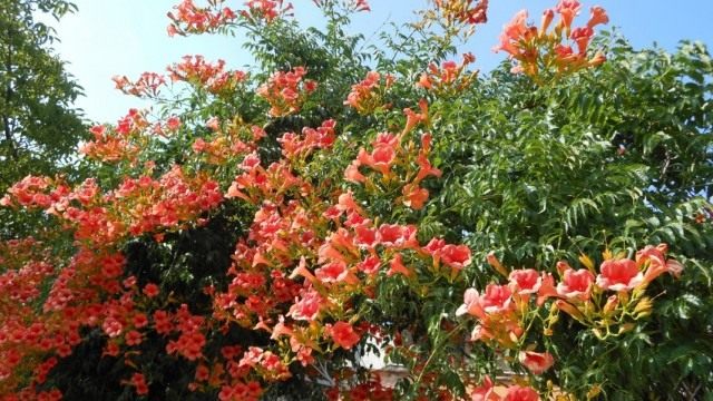 Кампсис укореняющийся, или Текома (Campsis radicans)